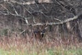 Large white-tailed deer buck in the woods Royalty Free Stock Photo