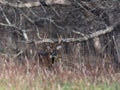 Large white-tailed deer buck in the woods Royalty Free Stock Photo