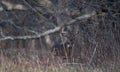 Large white-tailed deer buck in the woods Royalty Free Stock Photo