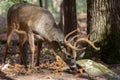 Large white-tailed deer buck in woods Royalty Free Stock Photo