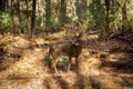 Large white-tailed deer buck in woods Royalty Free Stock Photo