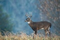 Large white-tailed deer with fall colors