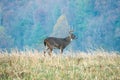 Large white-tailed deer with fall colors