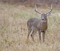 A large White Tailed Deer in an open field in Cades Cove. Royalty Free Stock Photo