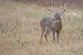 A large White Tailed Deer in an open field in Cades Cove. Royalty Free Stock Photo