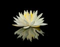 Large white water lily reflection in pond Royalty Free Stock Photo