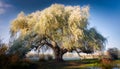 Large White Willow Tree Stands Majestically in the Open Landscape Under a Clear Royalty Free Stock Photo
