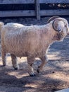 Large white wooly sheep with curly horns Royalty Free Stock Photo