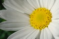 Large white and yellow daisy flower. Macro