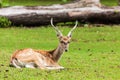 Large whitetail buck