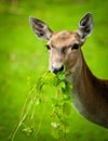 Large whitetail buck