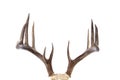Large whitetail buck antlers isolated on white Royalty Free Stock Photo