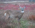 Large whitetail buck in a colorful fall meadow Royalty Free Stock Photo