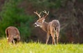 Large whitetailed deer buck