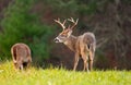 Large whitetailed deer buck