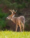 Large whitetailed deer buck Royalty Free Stock Photo