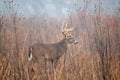 Large whitetailed deer buck Royalty Free Stock Photo