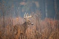 Large whitetailed deer buck