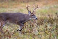 Large whitetailed deer buck Royalty Free Stock Photo