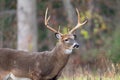 Large whitetailed deer buck