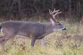 Large whitetailed deer buck