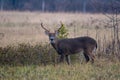 Large whitetailed deer buck