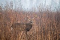 Large whitetailed deer buck Royalty Free Stock Photo