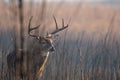 Large whitetailed deer buck Royalty Free Stock Photo