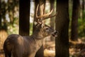 Large white-tailed deer buck in woods Royalty Free Stock Photo