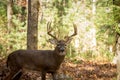 Large white-tailed deer buck in woods Royalty Free Stock Photo