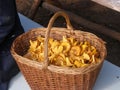 Large wicker basket with chanterelles. Republic of Karelia.