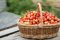 A large wicker basket with cherries on the grass in the garden