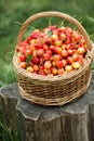 A large wicker basket with ripe sweet cherries in the garden