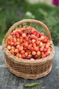 A large wicker basket with sweet cherries on the grass in the garden