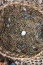 Wicker basket with chicken egg. Royalty Free Stock Photo