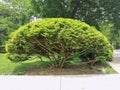 Large wide-branched yew bush tree with brown large massive trunk body and wide branches Royalty Free Stock Photo