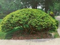 Large wide-branched yew bush tree with brown large massive trunk body and wide branches Royalty Free Stock Photo