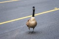 A large wild adult Canada goose Branta canadensis crossing city street, slowing down the traffic and creates a hazard to Royalty Free Stock Photo