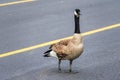 A large wild adult Canada goose Branta canadensis crossing city street, slowing down the traffic and creates a hazard to Royalty Free Stock Photo