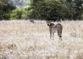 Large wild African cheetah cat yawns before hunting in the savannah Royalty Free Stock Photo