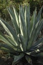 Large Wild Aloe Vera Plant Royalty Free Stock Photo