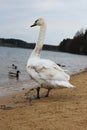 Large wild bird on the sandy shore of the lake Royalty Free Stock Photo