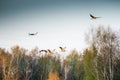 large wild birds grus grus flying Royalty Free Stock Photo