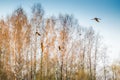 large wild birds grus grus flying Royalty Free Stock Photo