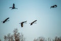 large wild birds grus grus flying Royalty Free Stock Photo