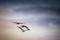 large wild birds grus grus flying Royalty Free Stock Photo