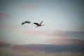 large wild birds grus grus flying Royalty Free Stock Photo