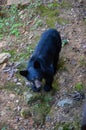 Wild black bear walking around out in the woods Royalty Free Stock Photo