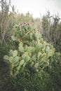 wild blooming cactus on a hillside