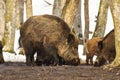 Large wild boar in the woods